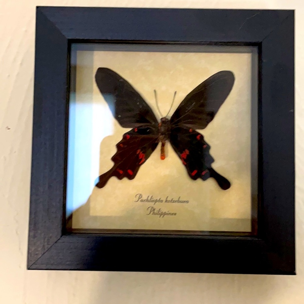 Real preserved butterfly!